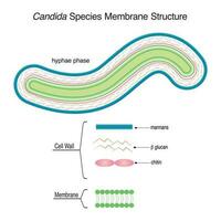 estructura de la membrana de especies de candida vector