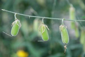 Light green pods of Sunn Hemp are on branch and blur green leaves background. photo