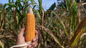 Ripe Corn Cobs are grasped in the Corn Field. photo