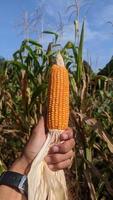 Ripe Corn Cobs are grasped in the Corn Field. photo