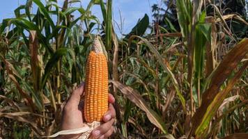 Ripe Corn Cobs are grasped in the Corn Field. photo