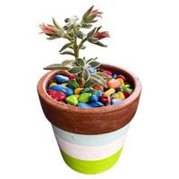 succulent with color pot photo
