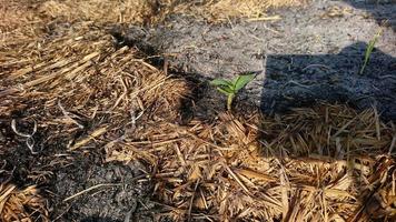 Plants growing on ashes of burning straw on a blurred background photo