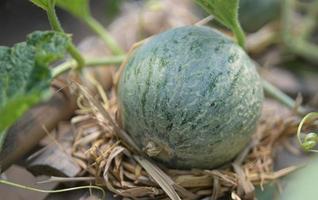 melón, sandía, invernadero, no tóxico foto