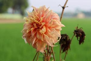 Beautiful dahlia flower on a natural green background and blur effect. Dahlia flower blooming on a greenfield close-up photography. Red and white color dahlia flower with dead buds on a sunny day. photo