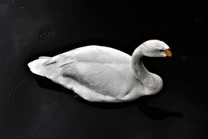 un primer plano de un cisne bewick foto