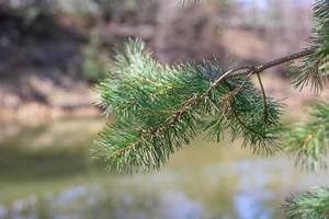 Pine tree close-up on a blurry background photo