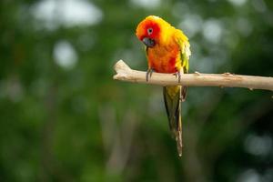 Sun conure parrot perching on the branch in Thailand. photo