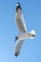 gaviota en el cielo en tailandia foto