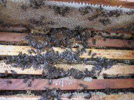 Bees in a hive full of honey photo