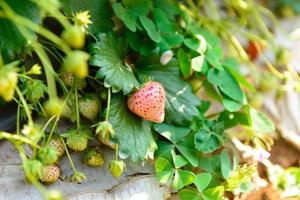 Fresh strawberry in the farm photo