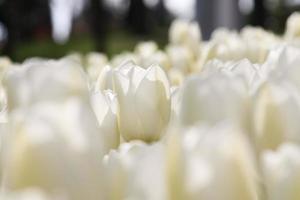 Close up of white tulips in the garden