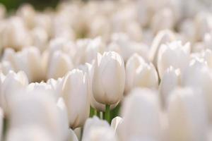 Close up of white tulips in the garden