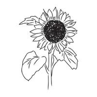 dibujo vectorial de semillas de girasol vector