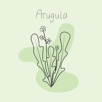 Vector illustration of arugula leaves