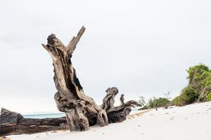 Tropical beach with rocks, lush vegetation on Pemba Island photo