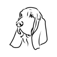 dibujo vectorial de basset hound vector