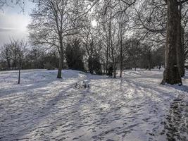 Trees and Vegetation in Winter on Snow in a Parc photo