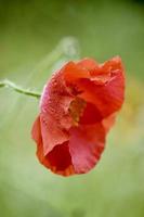 Flowers and nature, UK garden photo