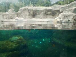 aquarium or enclosure with window and water and stone at zoo photo