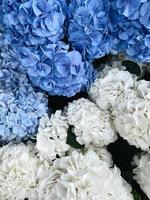 flowers blye garden photo colorfool macro closeup