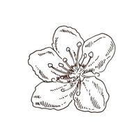 Sakura flowers blossom, hand drawn line ink style. Cute doodle cherry plant vector illustration, black isolated on white background. Realistic floral bloom for label, poster, print, pattern.