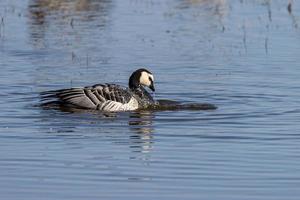 Barnacle goose washes in the lake photo