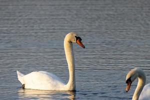 Mute swan sideways photo