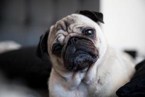 Pug female dog in a basket photo