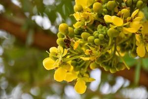 Siamese senna, natural herb to people. photo