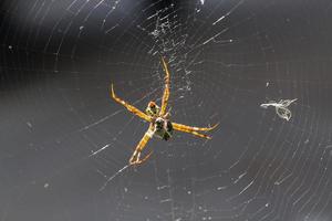 Yellow-black spider eating an insect photo