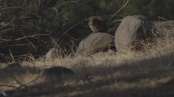 un hyrax israélien assis sur un rocher, regardant fixement la caméra video