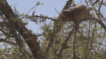 een rots hyrax die in een boom in Israël hangt video