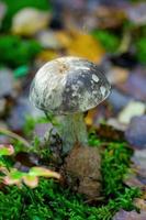 Boletus mushroom close-up in the spring forest on the edge of the forest. photo