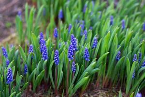 Blue Grape Hyacinth. First Spring Flowers Muscari in spring garden. photo