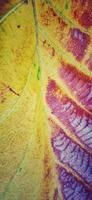 patrón de una vieja hoja de teca que consiste en una dominación amarilla brillante, marrón oscuro y verde. planta tectona grandis. foto