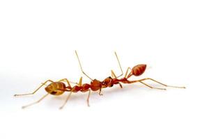 lucha, lucha de dos hormigas, enfoque selectivo de los ojos, en alta definición sobre fondo blanco, macro foto