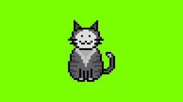 linda animación de píxeles de gato en pantalla verde video