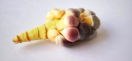Stunted rainbow seed corn cob under a dim light and gray background. Zea mays plant. Crop failure season. photo