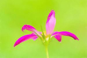 las flores de acuarela son hermosas y refrescantes. foto