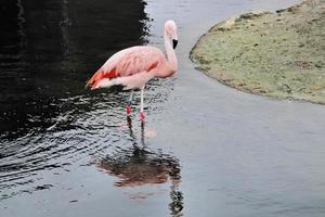 A view of a Flamingo in the water photo