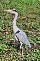 A close up of a Grey Heron in London photo