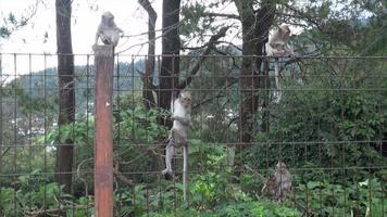 Tawangmangu, Central Java, Indonesia, 2021 - Monkeys in the Tawangmangu natural forest, Central Java. Slow motion videos