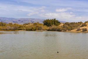 Oasis in Maspalomas Dunas photo