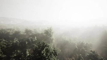 mist in een bos bij luchtfoto video