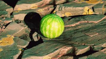 bacca di frutta anguria su pietre rocciose video