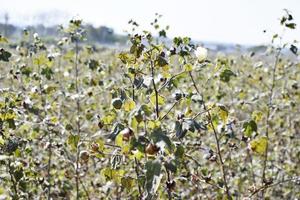 Cultivation of cotton and cotton field photo