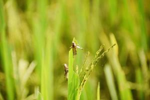 Cultivation of paddy photo