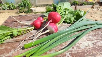 un tas de radis et d'oignons verts se trouvent sur une table en bois video