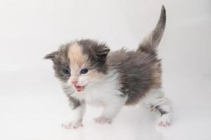 Maine Coon Cat on white background photo